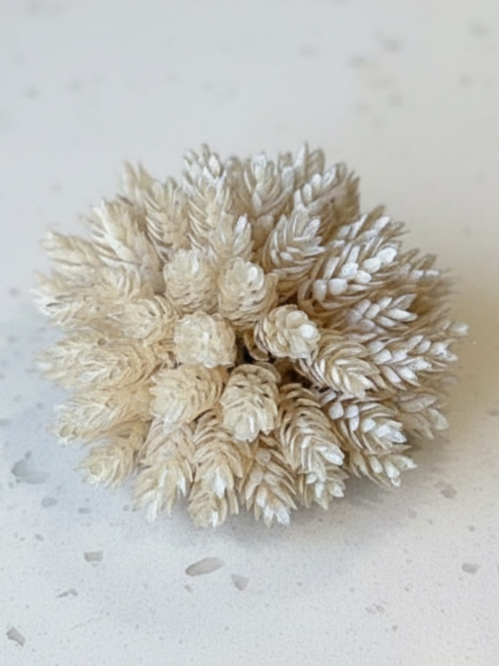 Pearl Hops Half Sphere